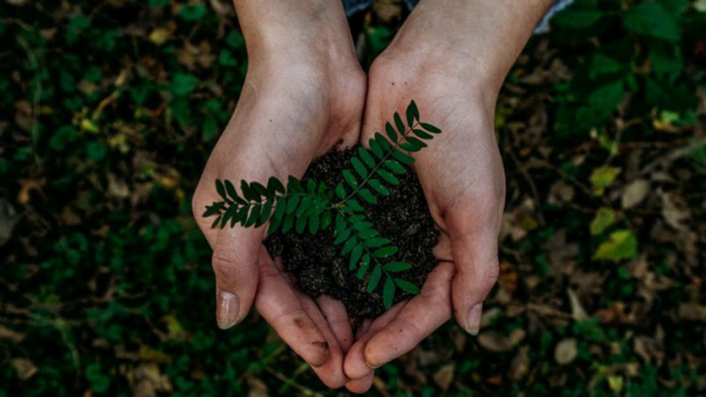 Two hands hold a pile of dirt with a small plant growing